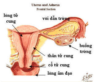 Kinh nguyệt là gì? Cách tính chu kỳ kinh nguyệt